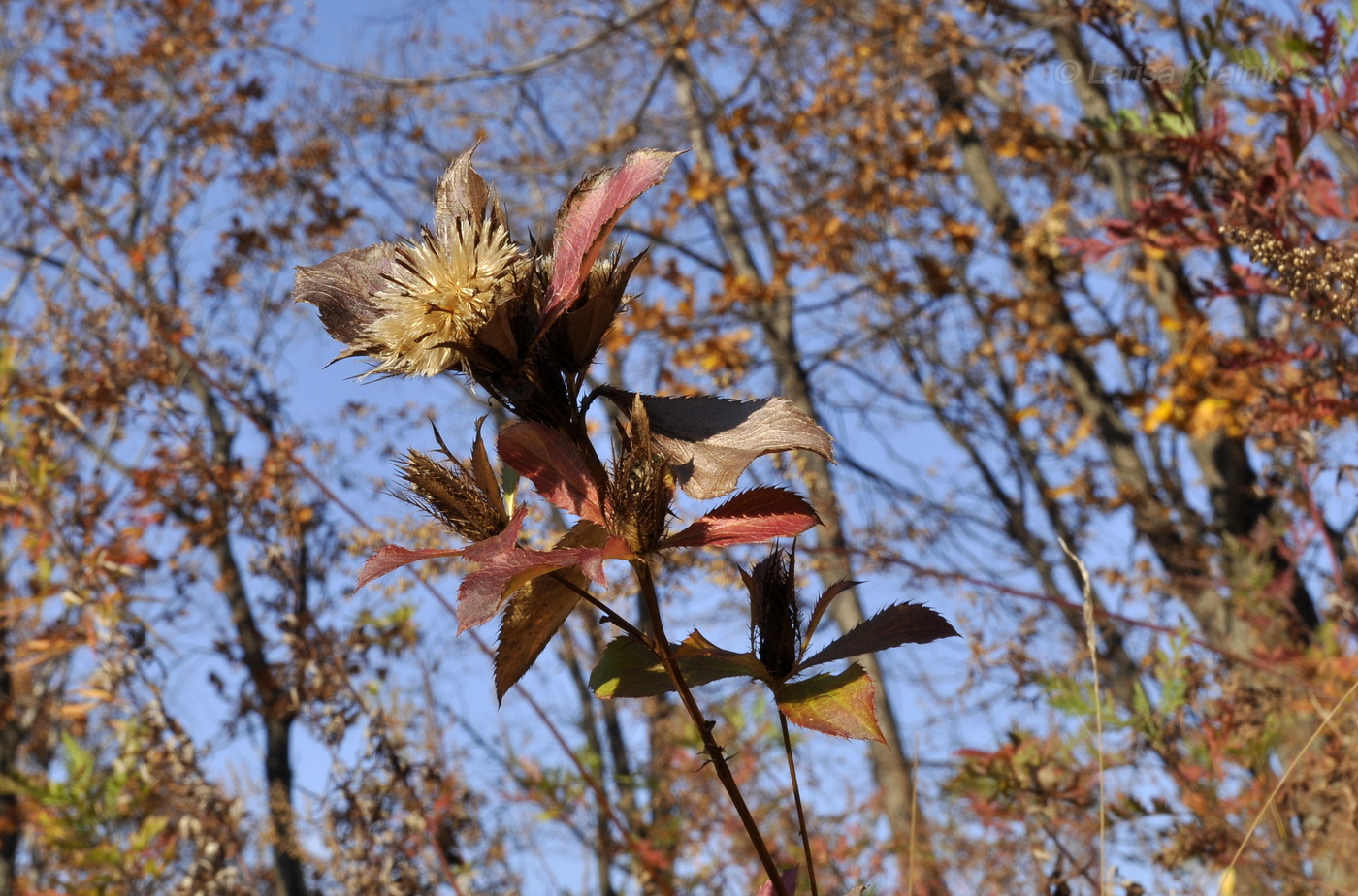 Image of Atractylodes ovata specimen.