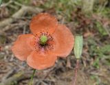 View full-size image Papaver dubium
