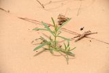 Смотреть изображение Corispermum hyssopifolium