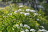 Смотреть изображение род Spiraea