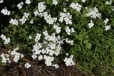 View full-size image Arabis caucasica