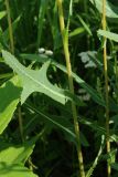 View full-size image Lactuca serriola