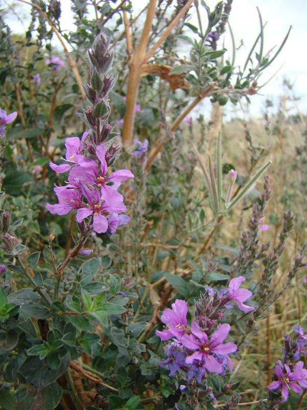 Изображение особи род Lythrum.