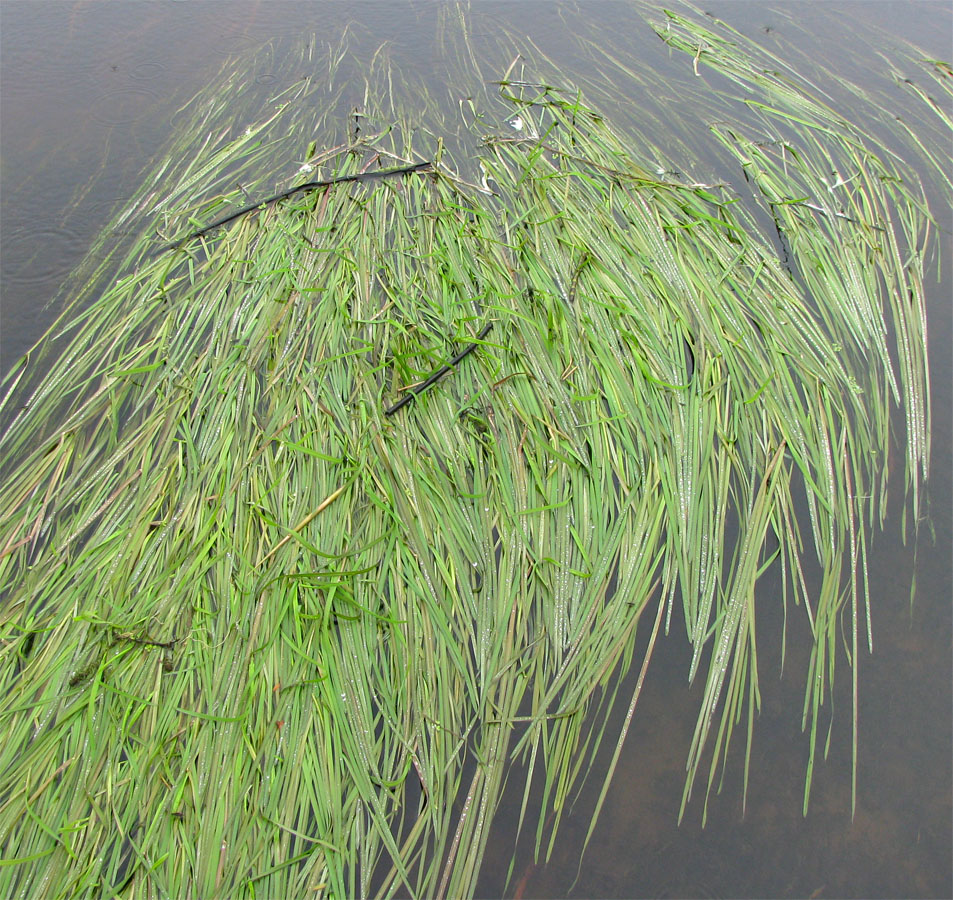 Image of Phalaroides arundinacea specimen.