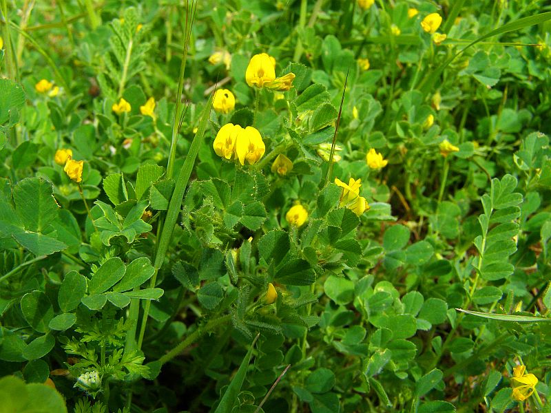 Image of genus Medicago specimen.