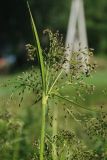 Scirpus radicans