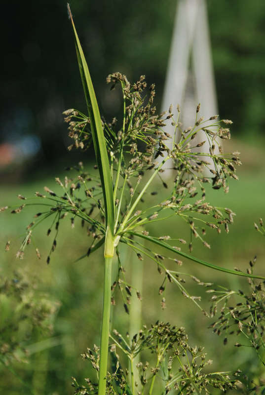 Image of Scirpus radicans specimen.