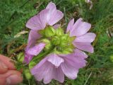 Malva moschata. Вид соцветия сверху. Нидерланды, провинция Groningen, национальный парк Lauwersmeer. 28 июня 2008 г.