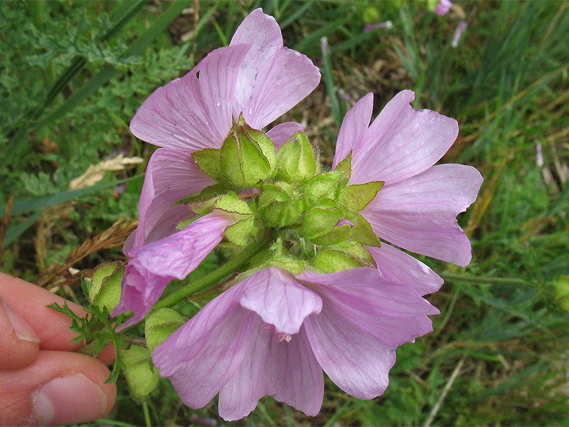 Image of Malva moschata specimen.