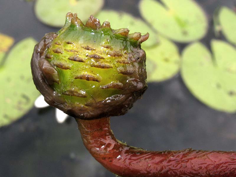 Изображение особи Nymphaea candida.