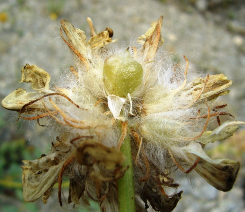 Image of Astragalus schahrudensis specimen.