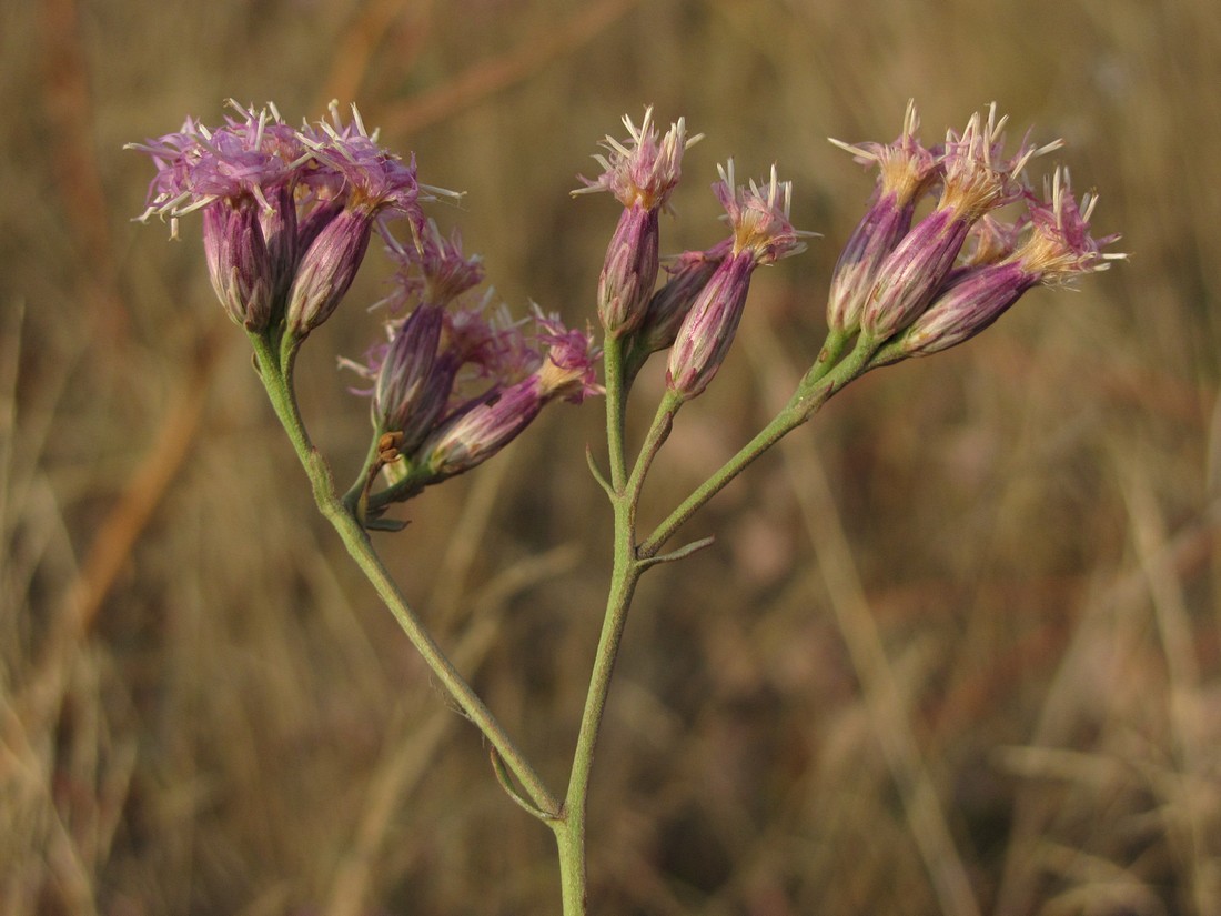 Image of Saussurea salsa specimen.