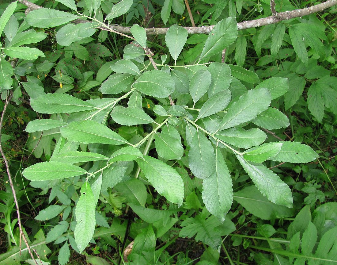 Image of genus Salix specimen.