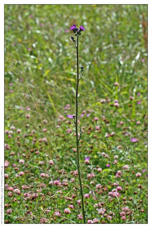 Изображение особи Cirsium palustre.