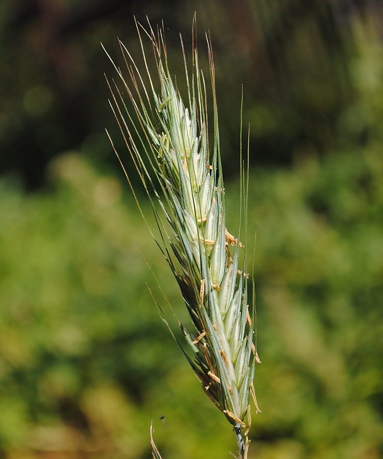 Image of Secale cereale specimen.