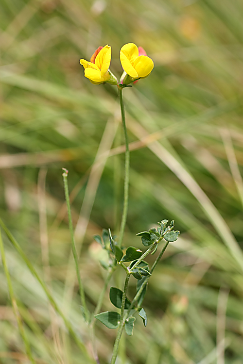 Image of Lotus sergievskiae specimen.