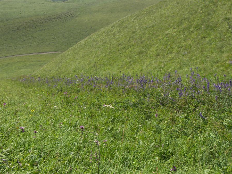 Изображение особи Delphinium megalanthum.