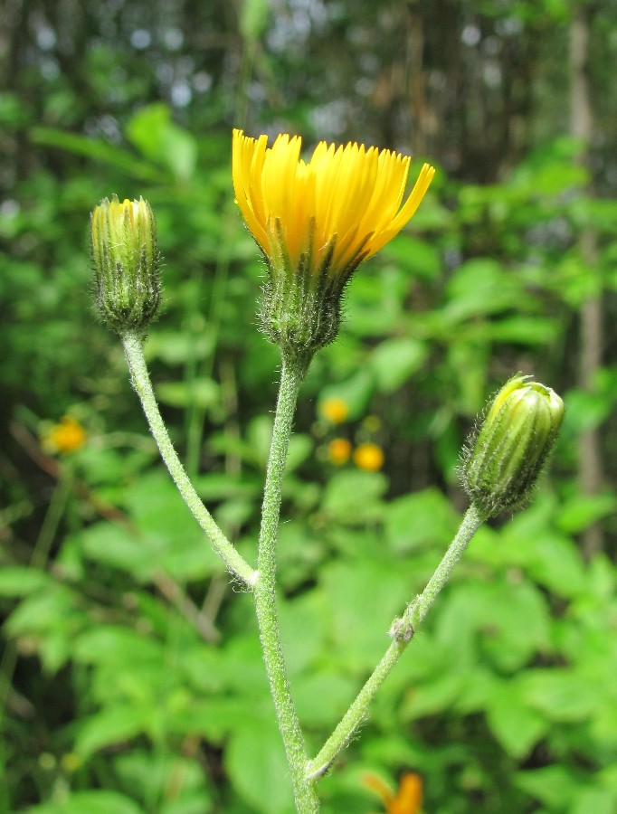 Изображение особи Hieracium vulgatum.