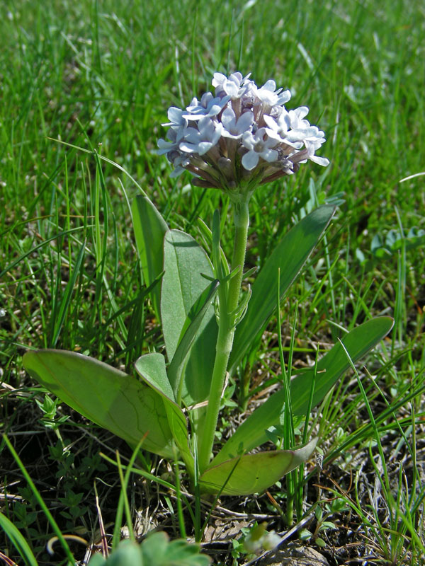 Image of Valeriana chionophila specimen.