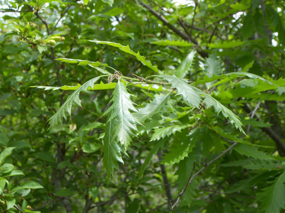 Image of Quercus castaneifolia specimen.