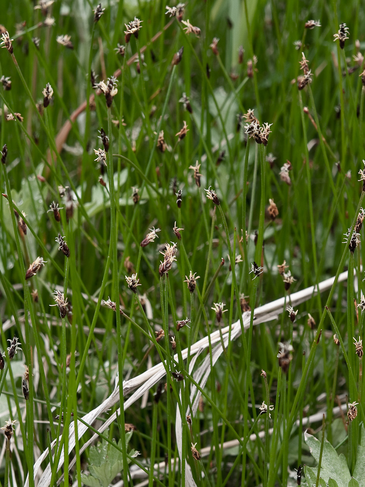 Изображение особи Eleocharis kamtschatica.