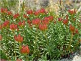 Rhodiola quadrifida. Плодоносящие растения. Западный Саян, хр. Борус, высота 2000 м н.у.м. Июль 2011 г.