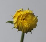 Calendula officinalis. Раскрывающееся соцветие. Германия, г. Кемпен, в культуре. 26.06.2010. 11:20.