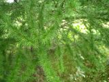 Larix kaempferi. Ветки молодого дерева. Сахалин, окр. г. Южно-Сахалинска. 29.08.2010.