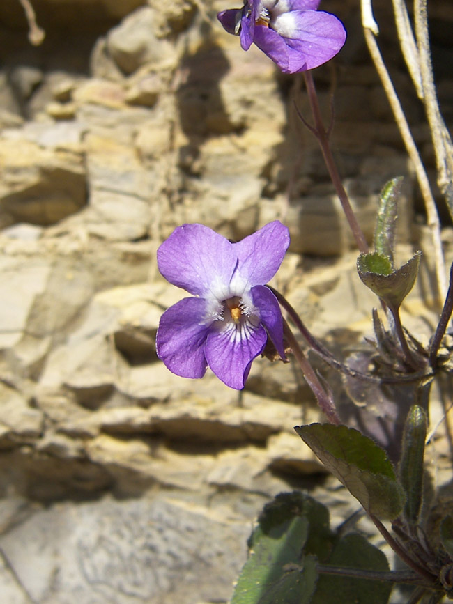 Изображение особи Viola dehnhardtii.