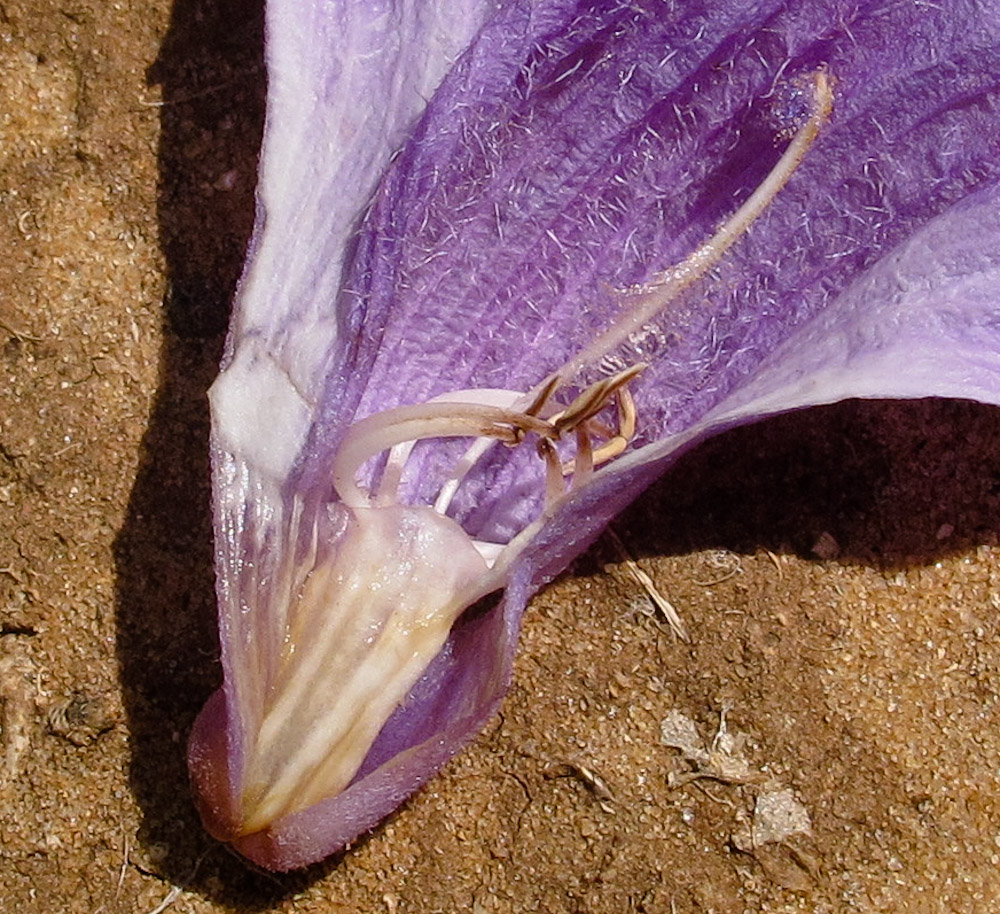 Image of Jacaranda mimosifolia specimen.