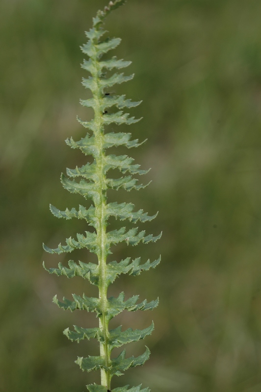 Изображение особи Pedicularis songarica.