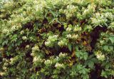 Смотреть изображение Lonicera japonica