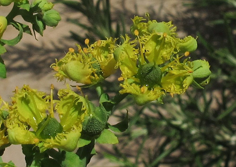 Изображение особи Ruta chalepensis.