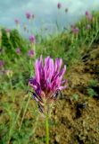 Смотреть изображение Astragalus onobrychis