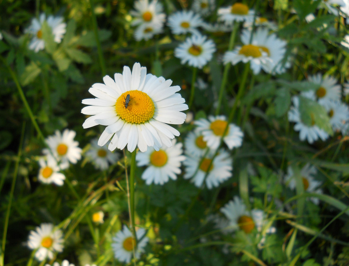 Изображение особи Leucanthemum vulgare.