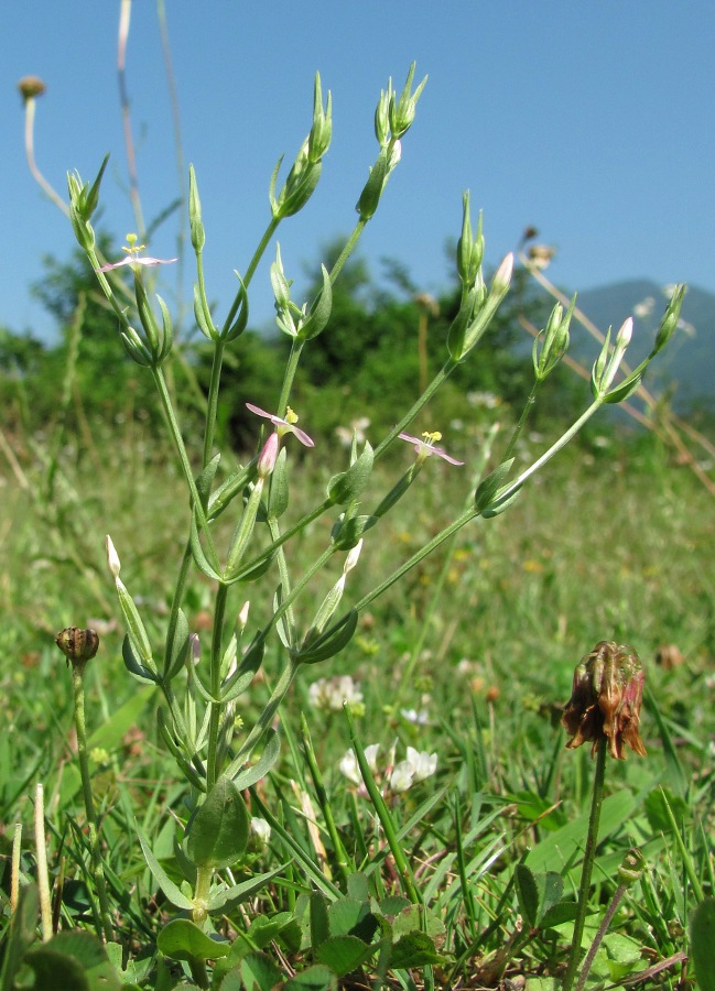 Изображение особи Centaurium meyeri.