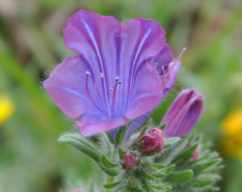 Image of Echium plantagineum specimen.