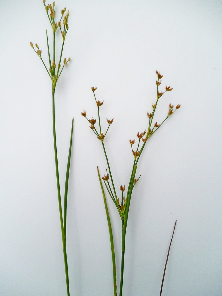 Изображение особи Juncus articulatus.