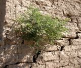 Lagonychium farctum. Растение на крепостной стене. Каракумы, Мервский оазис. Июнь 2012 г.