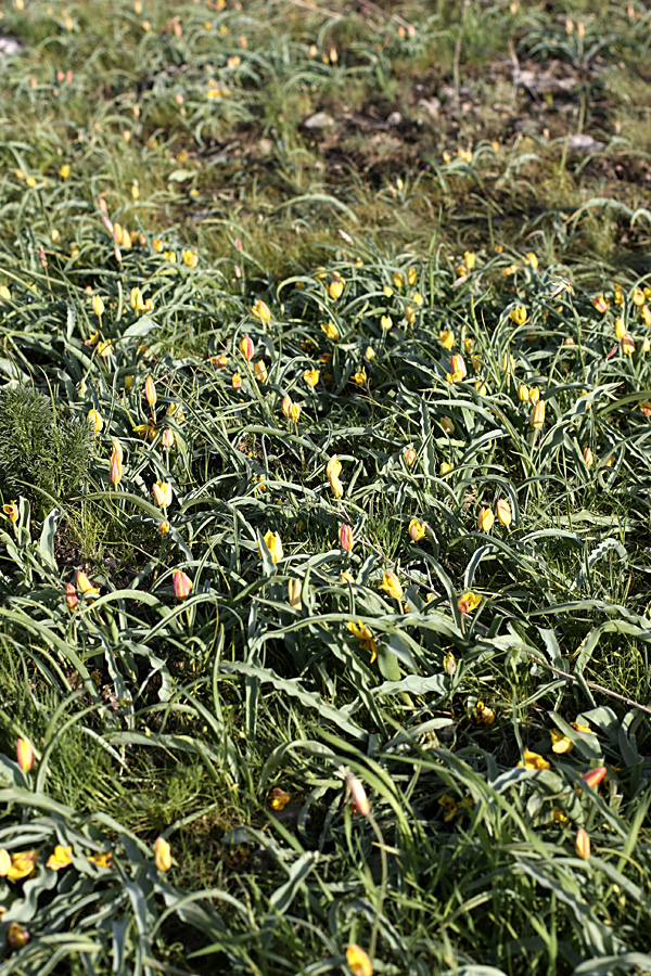 Image of Tulipa lemmersii specimen.