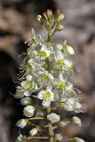 Eremurus lactiflorus. Верхушка соцветия. Южный Казахстан, горы Каракус; высота 910 м н.у.м. 20.04.2012.