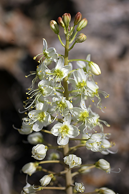 Image of Eremurus lactiflorus specimen.