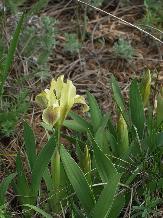 Image of Iris pumila specimen.