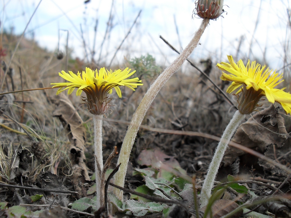 Image of Taraxacum serotinum specimen.