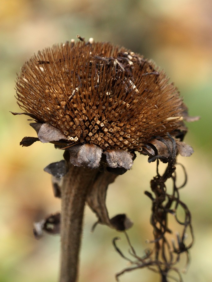 Image of Telekia speciosa specimen.