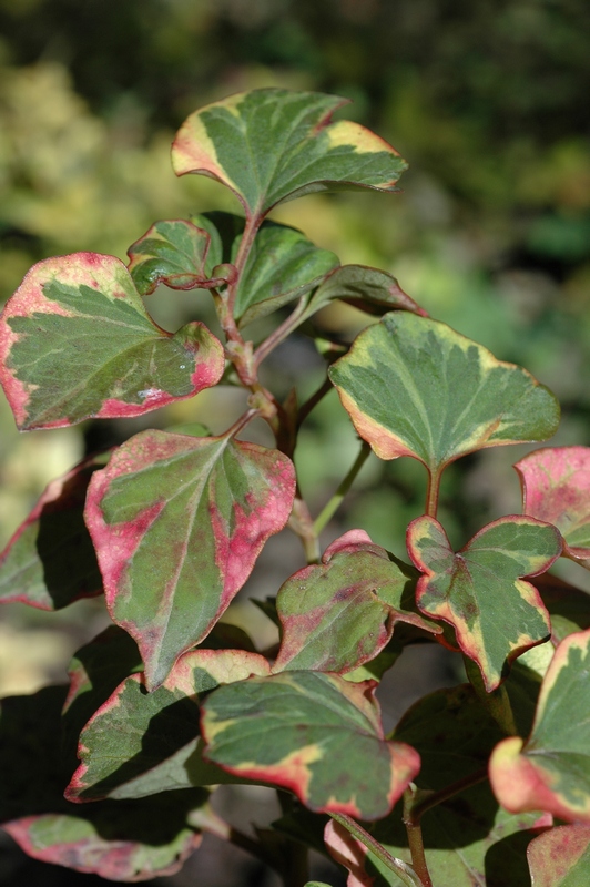 Image of Houttuynia cordata specimen.