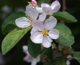 Malus domestica. Цветки и листья. Московская обл., Раменский р-н, окр. дер. Хрипань, садовый участок. 13.05.2012.