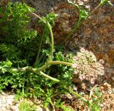 Daucus подвид hispanicus