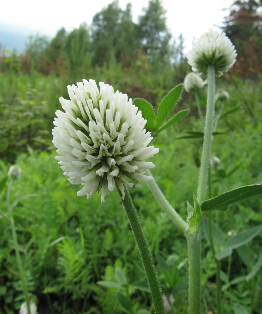 Image of Trifolium montanum specimen.