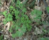 род Corydalis